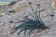 Allium carolinianum